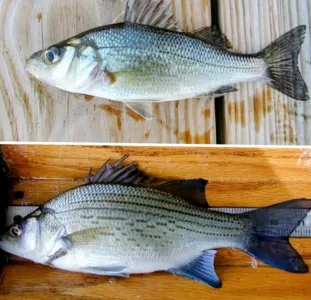 White Perch Challenge set for Saturday on Chautauqua Lake